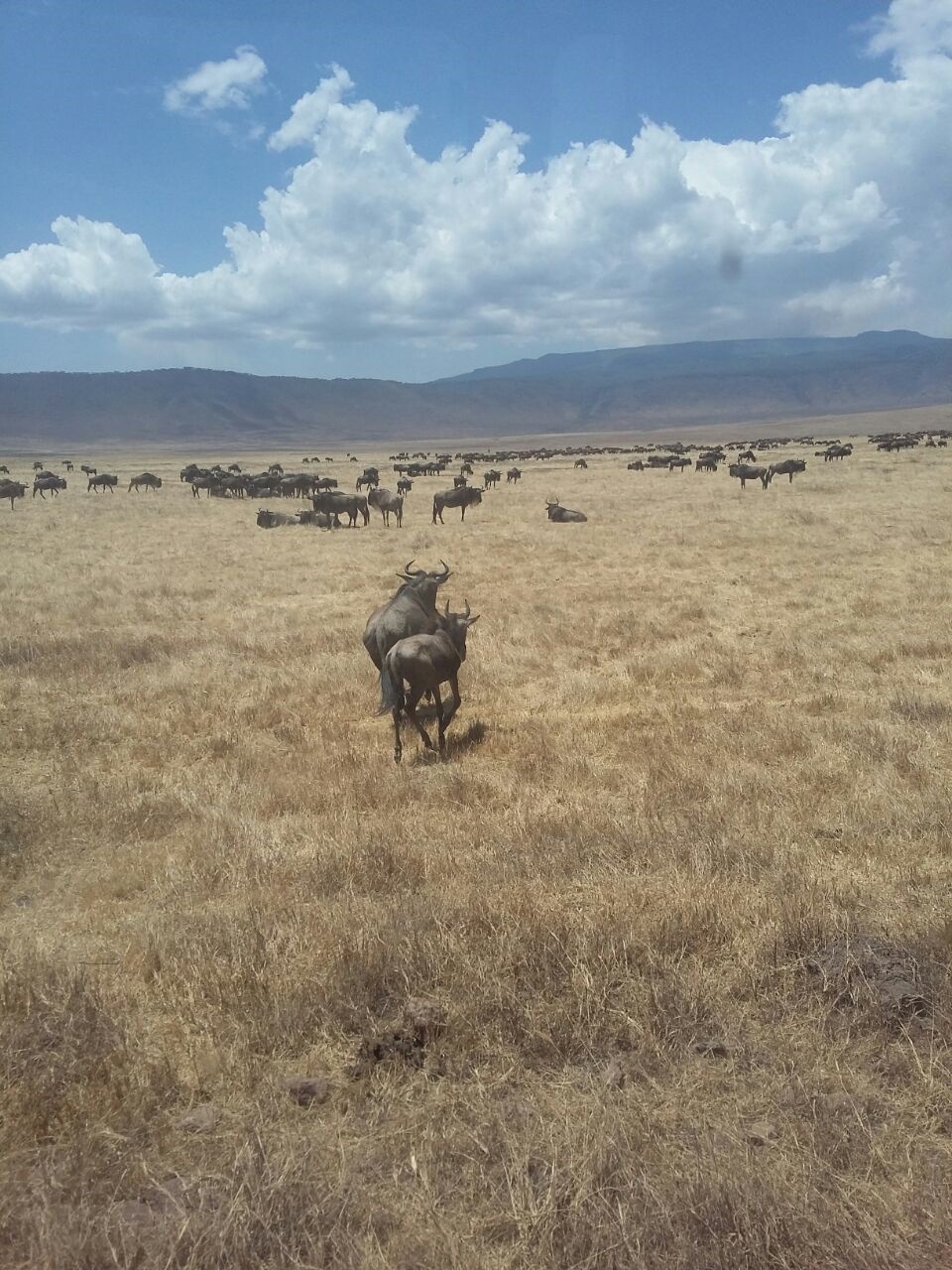 Verslag Tanzania